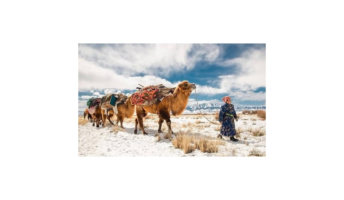 Laine de Mongolie: une production éthique qui préserve le mode de vie nomade