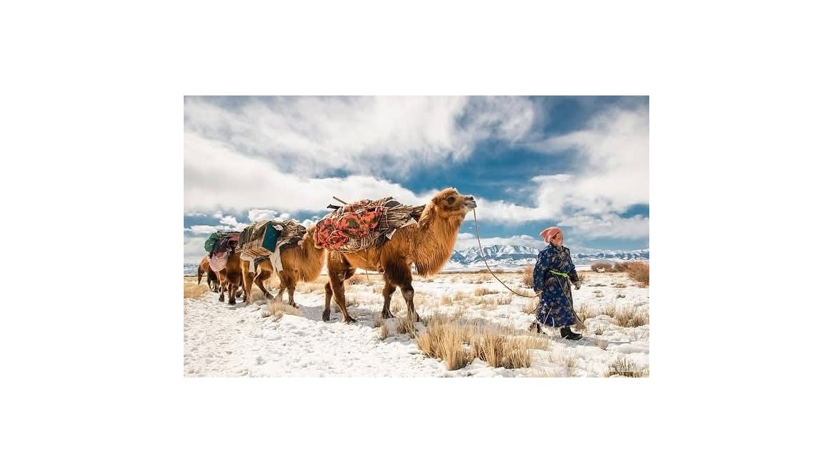 Laine de Mongolie: une production éthique qui préserve le mode de vie nomade